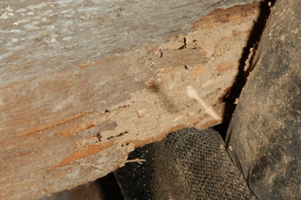 powder post beetle damage to a wooden beam