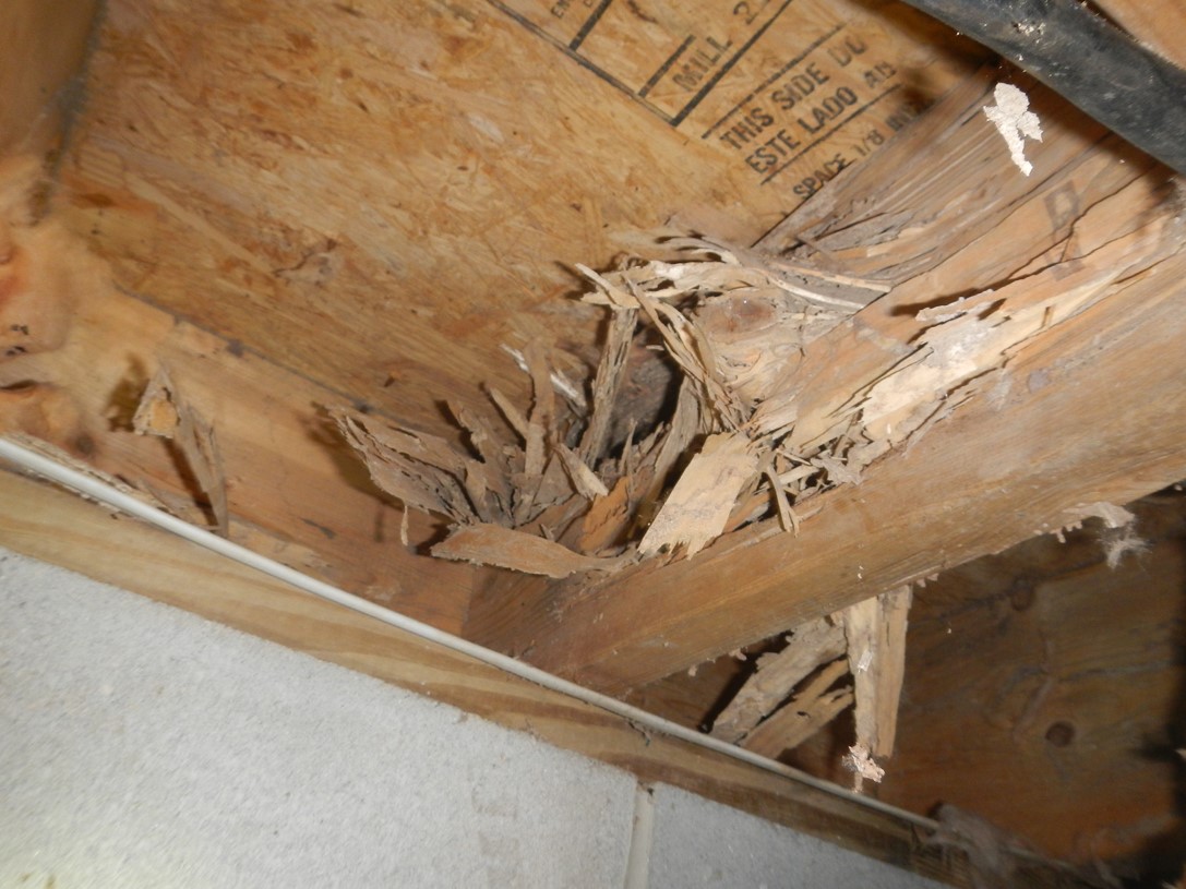 termite damage on the wood foundation of a house
