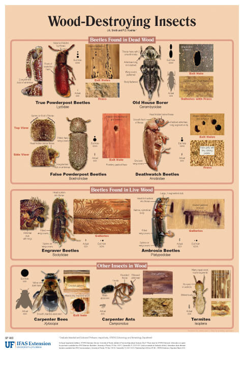 wood-destroying insects chart